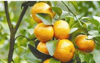 瓯柑的功效与作用 瓯柑的功效与作用禁忌