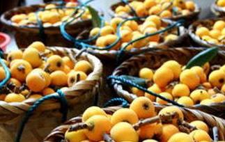 野枇杷图片 野山枇杷图片