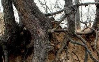 枣树根的功效与作用 枣树根的功效与作用及禁忌