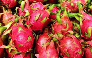 火轮果的营养价值与功效（火轮果的营养价值与功效与作用）