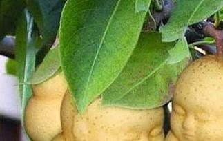 人参果是真的吗（人参果为什么叫做人参果）