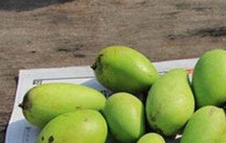 催熟青芒果的方法 青芒果怎样更好地自然催熟