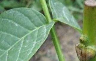 核桃树如何嫁接 核桃树如何嫁接视频