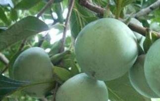 青柿子怎么快速催熟 青柿子怎么快速催熟呢