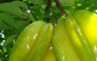 杨桃的药用功效有哪些 杨桃有哪些功效和作用