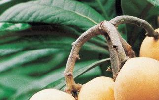 枇杷的功效与作用（枇杷的功效与作用及营养价值）