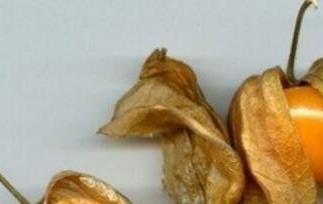 含羞果的营养价值与功效 含羞果的营养价值与功效与作用