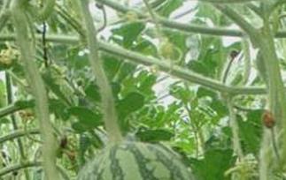 迷你西瓜的功效与作用 迷你西瓜的功效与作用禁忌