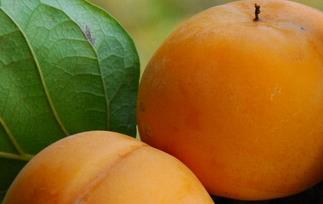 月柿的功效与作用 月柿子的功效与作用