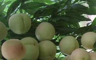 桃果的营养价值与功效作用 桃的功效与作用及营养价值