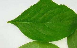 柿子叶的功效作用与食用禁忌（柿子叶的功效作用与食用禁忌图片）