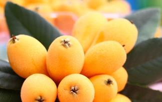 孕中期可以吃枇杷吗 怀孕中期可以吃枇杷吗