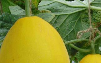 甜瓜的功效与作用(羊角蜜甜瓜的功效与作用)