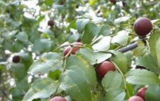 野生山枣泡酒的功效和药用价值