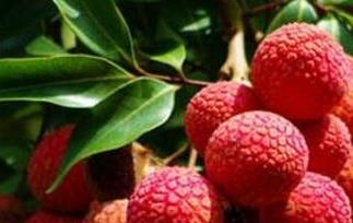 荔枝怎么保存（荔枝怎么保存新鲜冰箱）