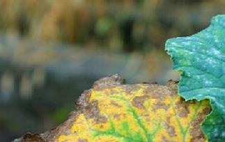 香瓜叶子发黄怎么办（香瓜叶子黄了怎么办）