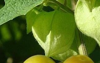 黄灯笼果的功效与作用 大黄灯笼果有什么作用