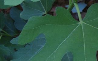 无花果叶的作用与功效（无花果叶有哪些功效）