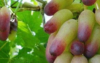 美人指的营养价值（美人指的功效和作用）