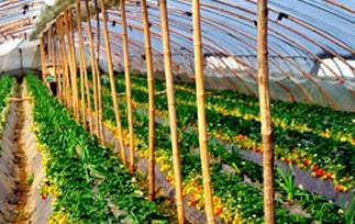 南方如何种植草莓(南方如何种植草莓苗)