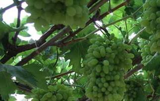 葡萄树什么时候剪枝