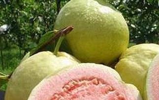 红心西瓜芭乐的功效与作用 红心西瓜芭乐营养价值