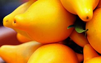 黄金果的功效与作用 植物黄金果的功效与作用