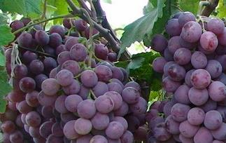 洗葡萄的正确方法 洗葡萄的最佳方法