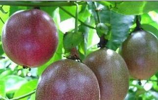 百香果怎样催熟 百香果怎样催熟最快