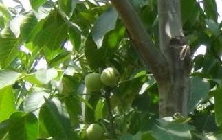 核桃树怎么种(迷你世界核桃树怎么种)