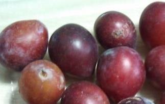 西梅的营养价值与功效（西梅的营养价值与功效与作用6岁女宝能吃西梅吗）