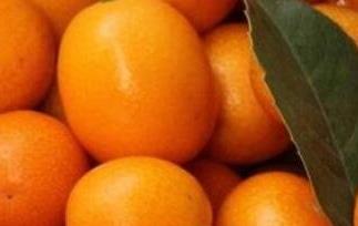 金钱橘的功效与作用 金钱橘的功效与作用清火