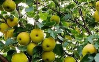 南果梨的营养价值与功效（南果梨的营养价值与功效）