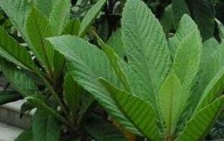 枇杷叶煮水喝的功效与作用（枇杷叶煮水喝有什么功效?）