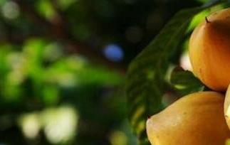 蛋黄果的功效与作用有哪些（蛋黄果有什么功效与作用）