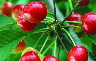 如何选购樱桃 如何选购樱桃种子