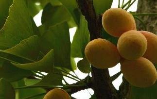 白果皮中毒怎么办（白果中毒会怎么样）