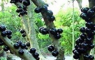 嘉宝果如何种 嘉宝果的种植方法