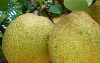 山楂雪梨汤的功效和作用 山楂雪梨汤的功效和作用禁忌