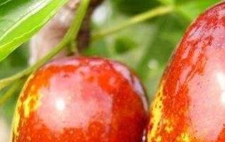 大枣的功效与作用都有哪些 大枣的功效与作用都有哪些呢