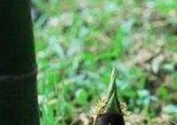 笋壳有什么用(笋壳可以用来做什么)