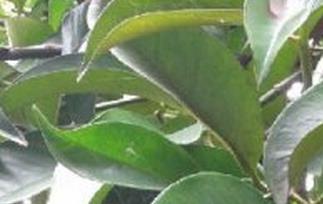 山竹的营养价值及禁忌 山竹的营养价值及禁忌有哪些