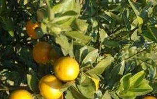 皇帝柑的功效与作用