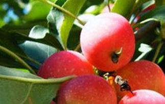 海棠果能治病吗（海棠果有什么疗效）