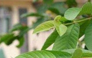 番石榴叶泡水喝的功效与作用（石榴叶泡水喝有什么功效?）