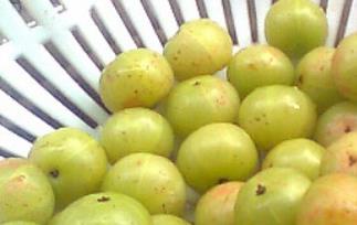 油甘子的功效与作用 油甘子的功效与作用及禁忌