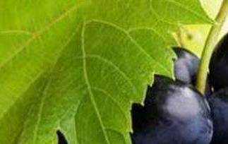 葡萄是酸性还是碱性 橘子是酸性还是碱性