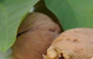 核桃皮泡水的功效与作用 核桃皮泡水的功效与作用是什么