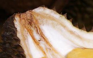 榴莲变质什么样 榴莲变质什么样图片