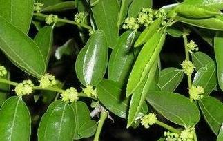 枣树叶的药用价值（枣树叶的营养价值）